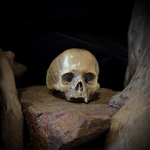 ossua-et-acroamata-jewelery-gothic-goth-memento-mori-sterling-silver-bone-hand-craved-antler-deerantler-dark-decay-skull-ring