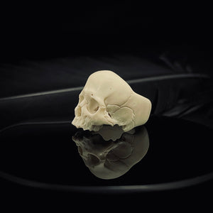 ossua-et-acroamata-jewelery-gothic-goth-memento-mori-sterling-silver-bone-marble-decay-skull-ring