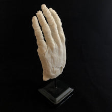 Load image into Gallery viewer, ossua-et-acroamata-jewelery-gothic-goth-gothic-bondedmarble-cast-art-sculpture-memento-mori-Marble-Hand-of-Glory