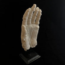 Load image into Gallery viewer, ossua-et-acroamata-jewelery-gothic-goth-gothic-bondedmarble-cast-art-sculpture-memento-mori-Marble-Hand-of-Glory
