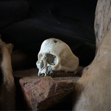 Load image into Gallery viewer, ossua-et-acroamata-jewelery-gothic-goth-memento-mori-sterling-silver-bone-hand-craved-antler-deerantler-dark-decay-skull-ring