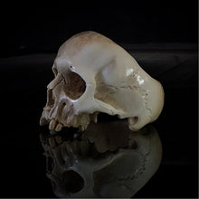 Load image into Gallery viewer, ossua-et-acroamata-jewelery-gothic-goth-norse-mythology-memento-mori-bone-hand-craved-antler-deerantler-Dark-Decay-Skull-Ring